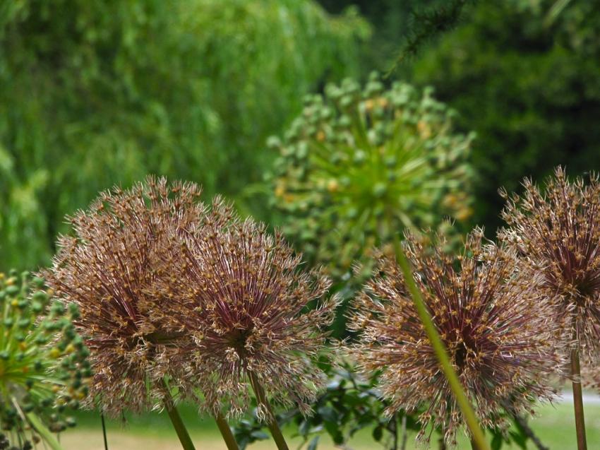 Au jardin botanique