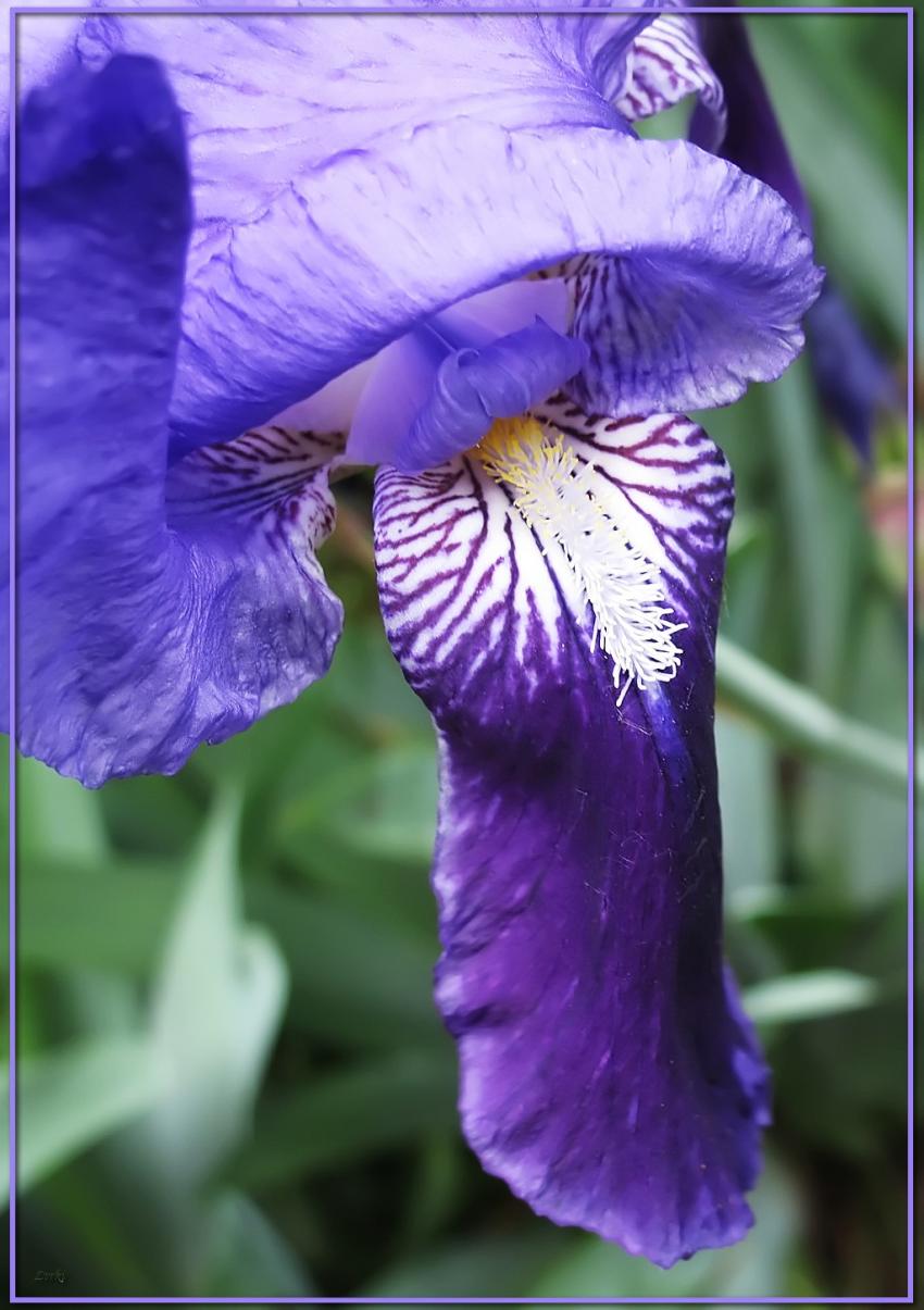 Iris 21409b