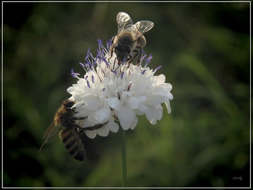 Abeilles 24809