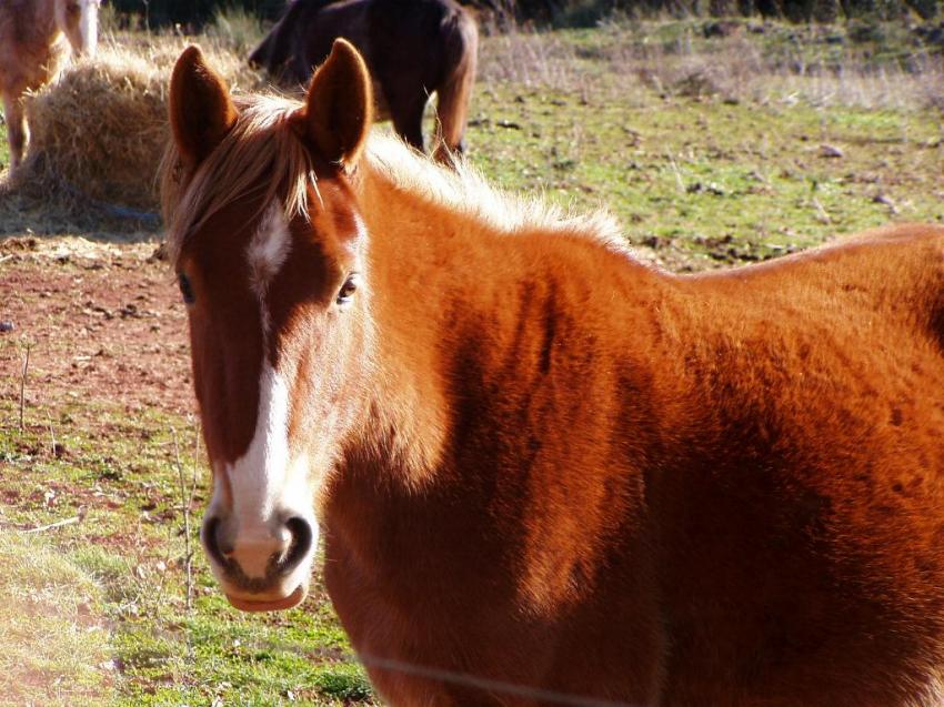 un cheval