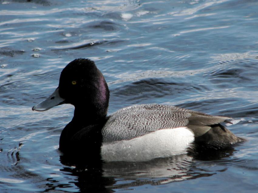 Canard Golden Eye