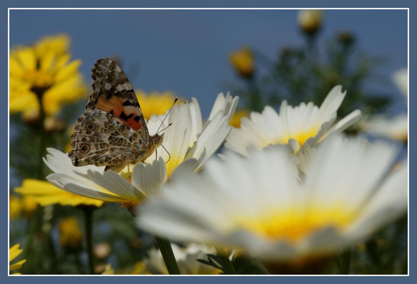 Papillon sur marguerite.