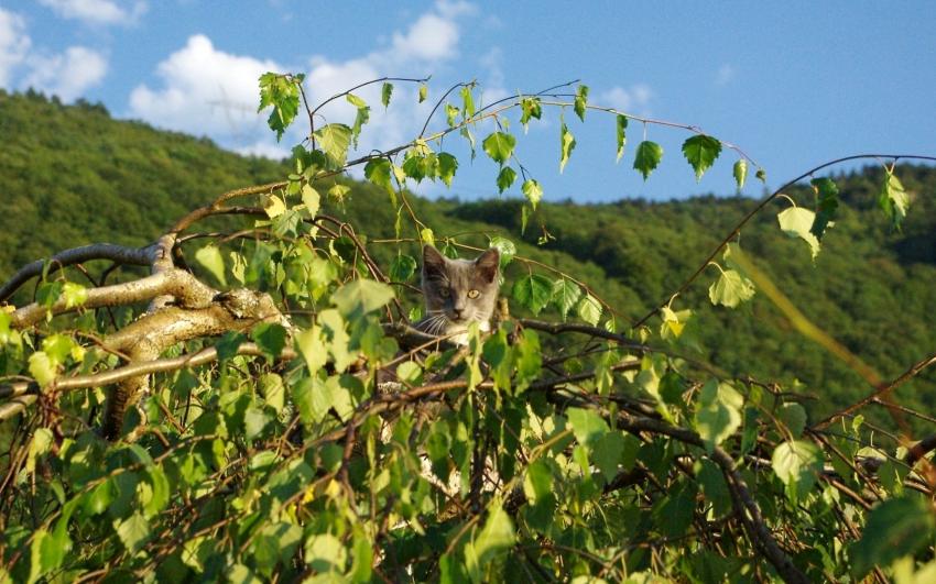 chat perch