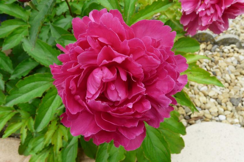 Une pivoine de mon jardin ...