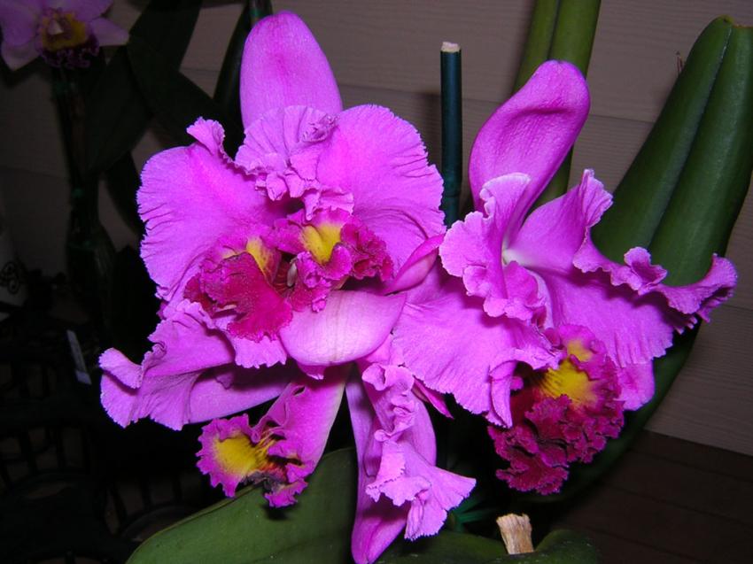 orchide