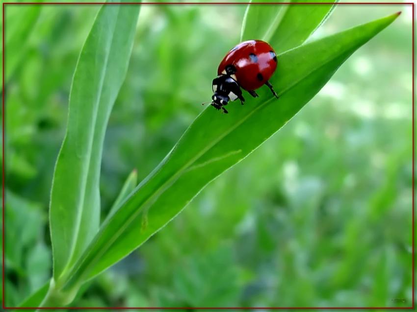 Coccinelle 1509