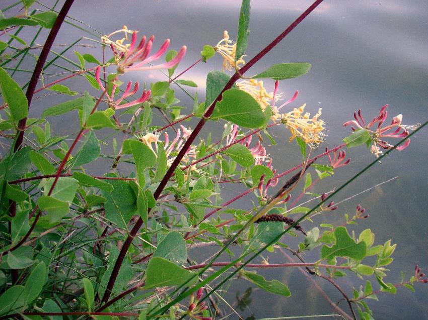 chevreufeuille sauvage