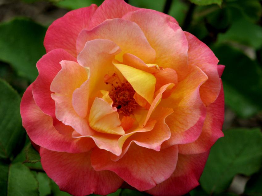 Belle rose