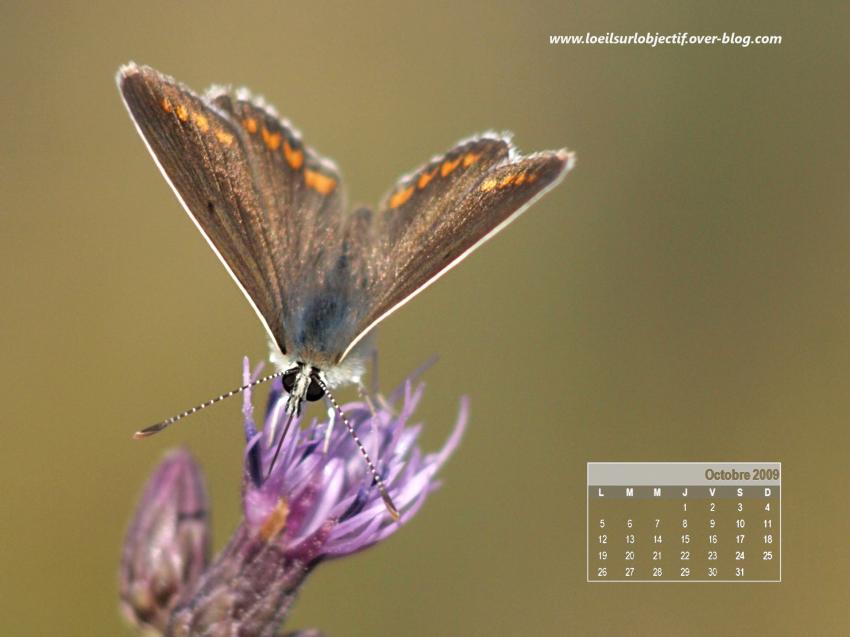 Papillon d'octobre