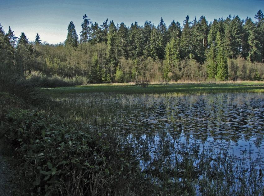 Beaver Lake Vancouver