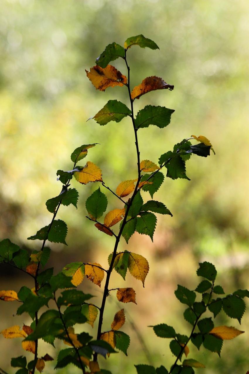 Image d'octobre