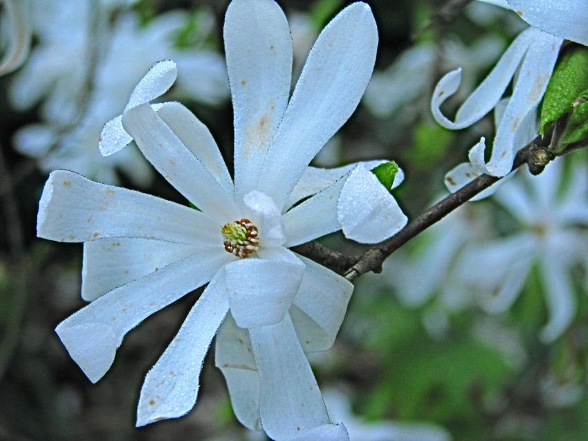 Magnolia toil sous la pluie