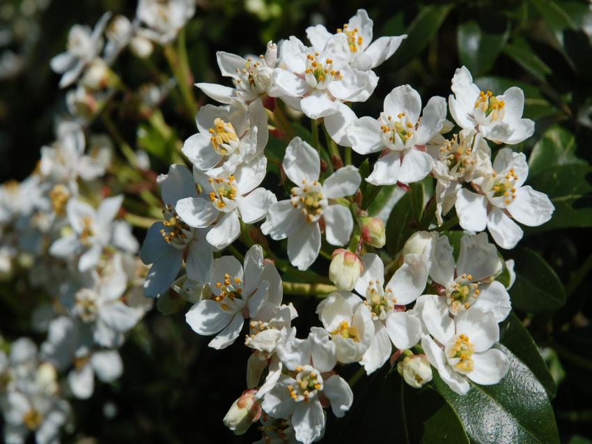 petites fleurs blanches