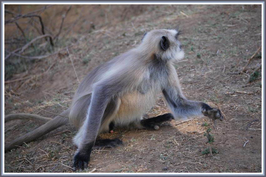 Safari dans le Rajasthan