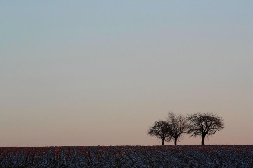 Trois arbres et le ciel