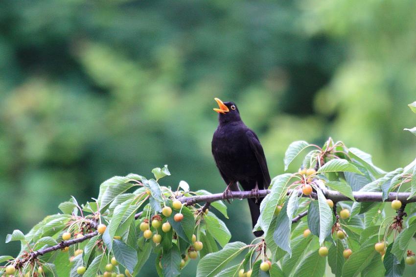 Des oiseaux pour mon cerisier (13)