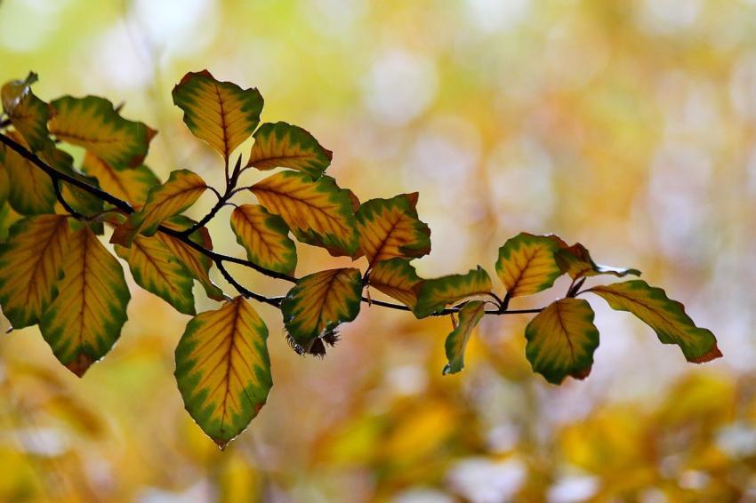 Les feuilles de mon htre