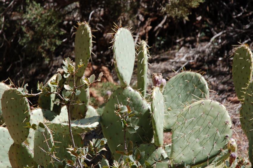 nid de cactus