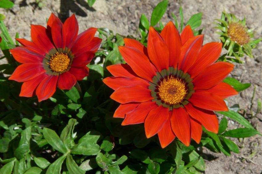 fleurs de gazania