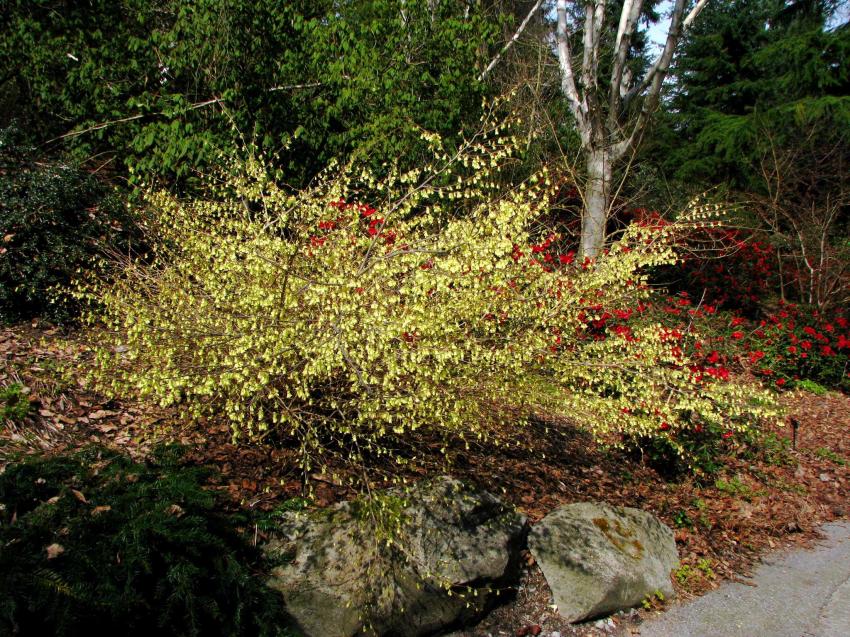 Plante ou buisson dans le parc