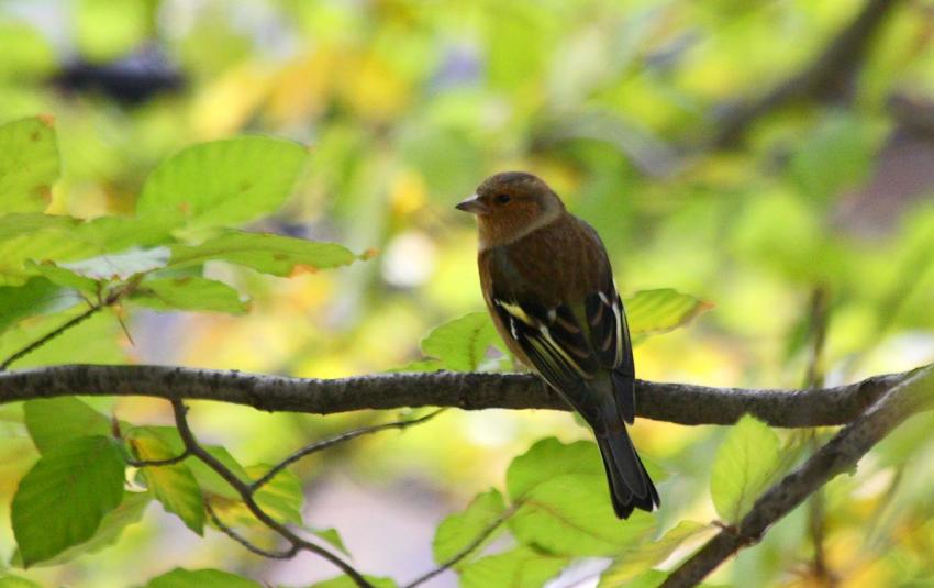 Des oiseaux pour mon bien-''htre'' ! (16)