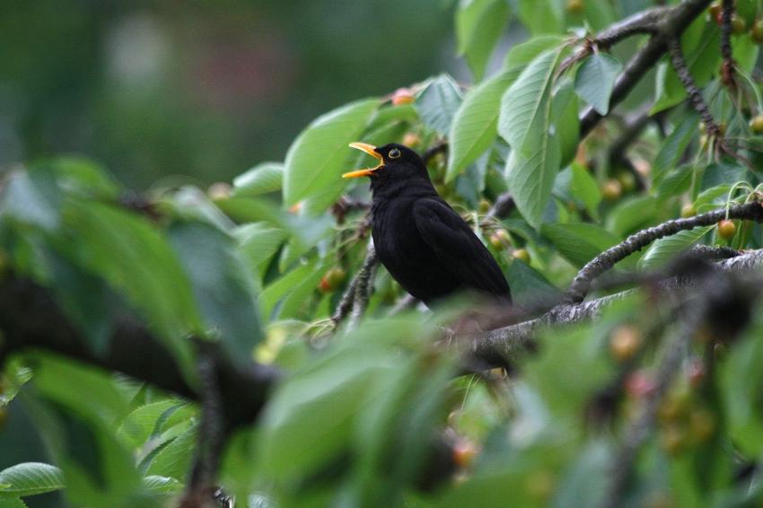 Des oiseaux pour mon cerisier (14)