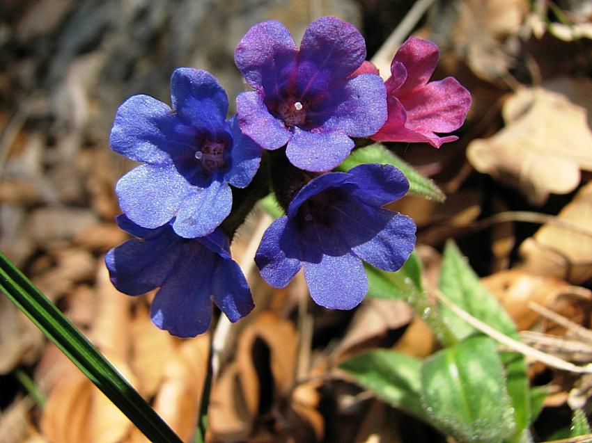 Pulmonaire officinale