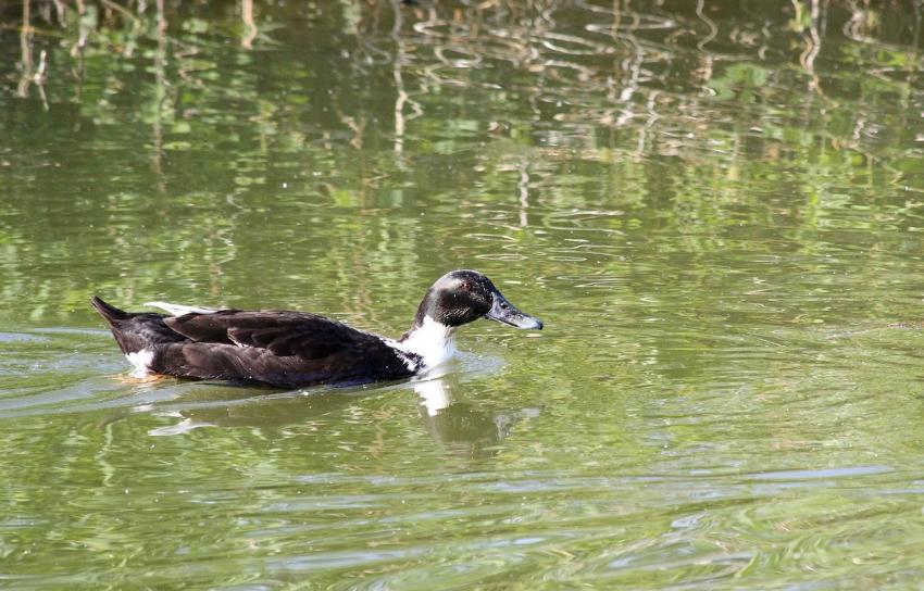 Canard (?) sur le canal du Rhne au Rhin