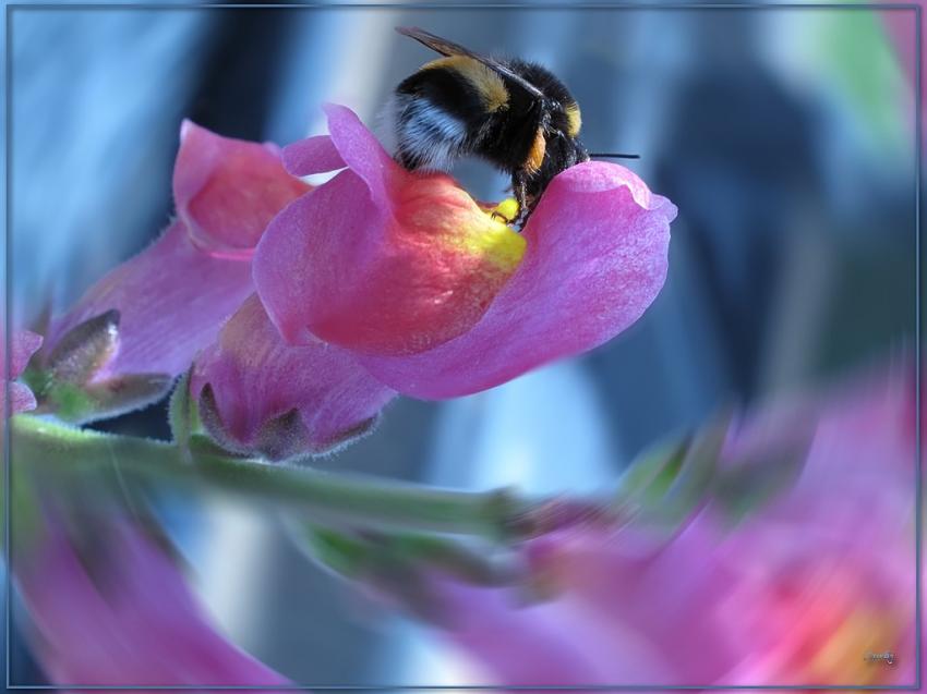 Fleur et bourdon