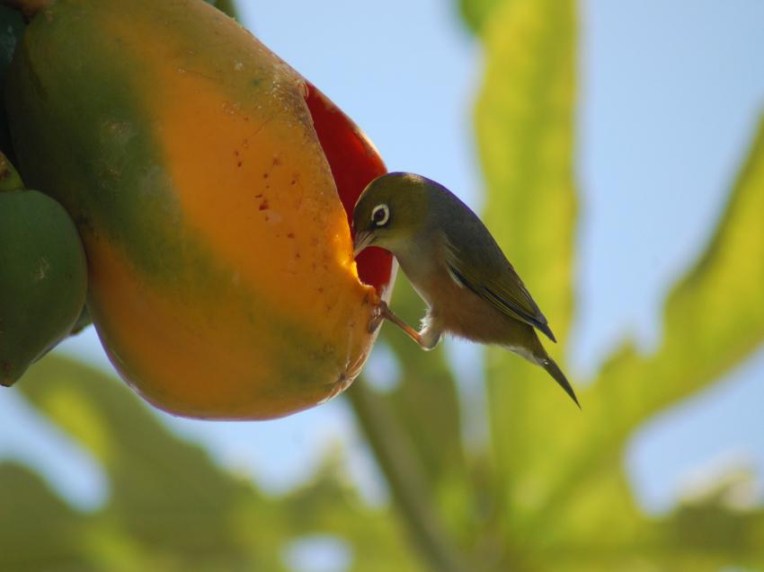 gourmand