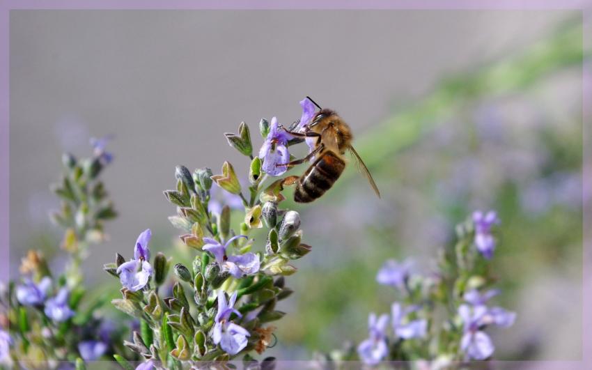 abeille sur fleur de romarin