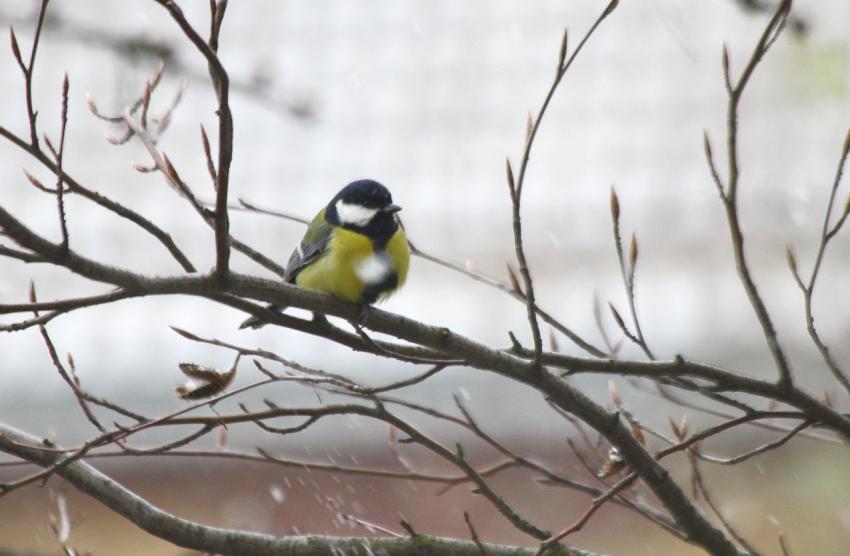 Des oiseaux pour mon bien-''htre'' (22)