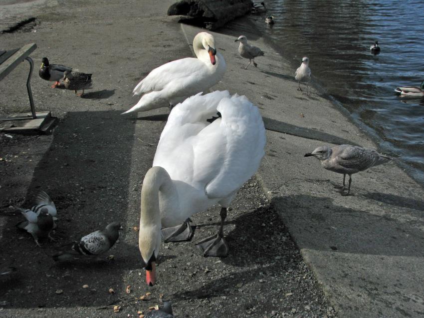 Cygne du Lost Lagoon