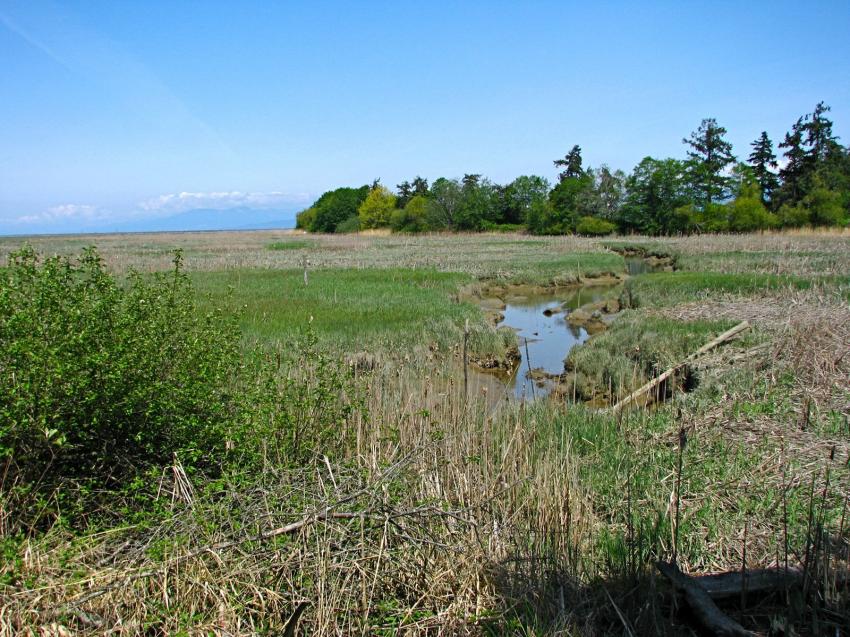 Refuge d'oiseau  Ladner au sud de Vancouver