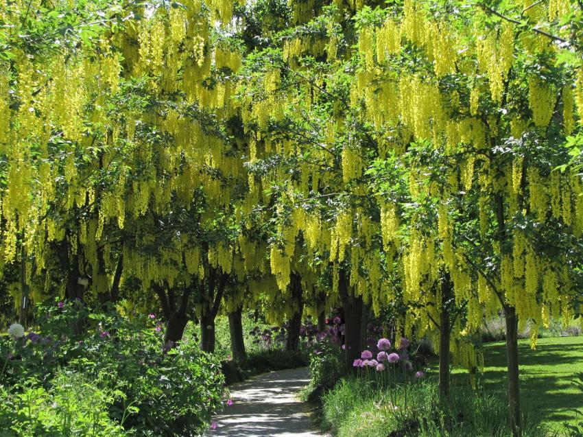 Laburnum ou Cythises