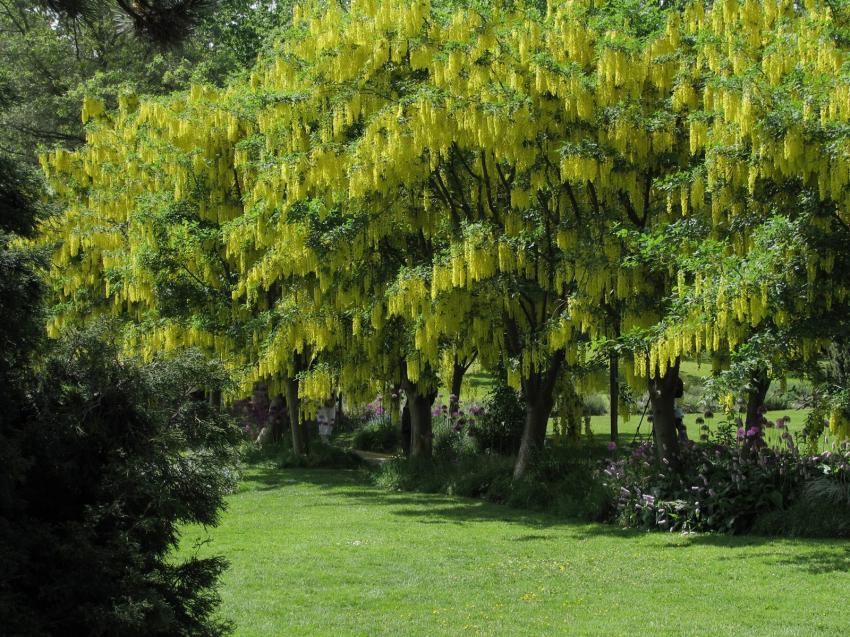 Laburnum ou Cythises