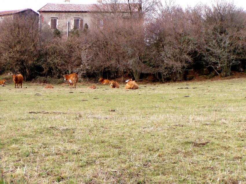 DES VACHES DANS LE CHAMP