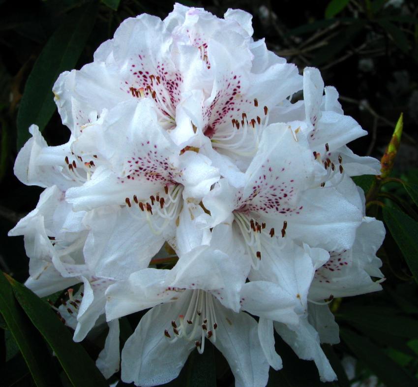 Rhodo