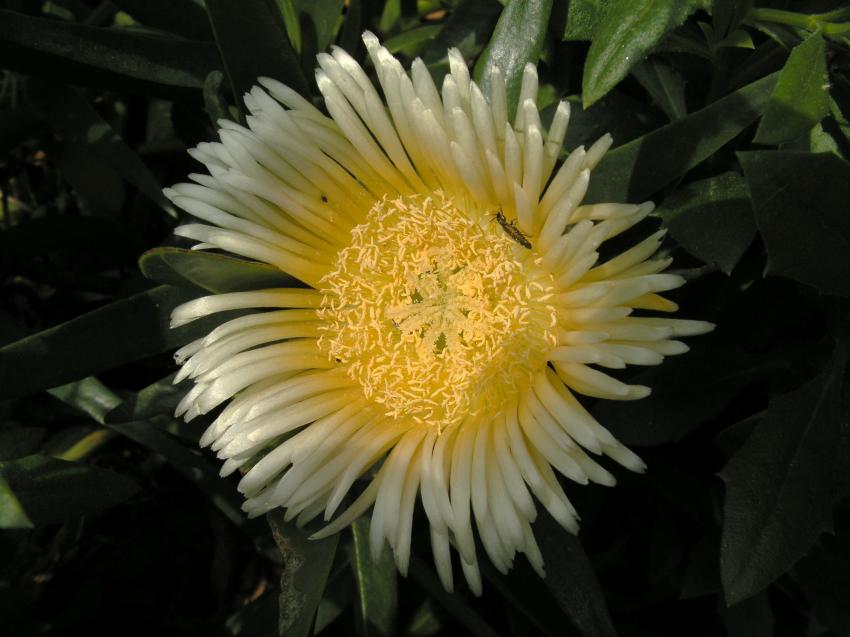 Fleur de carpobrotus crme