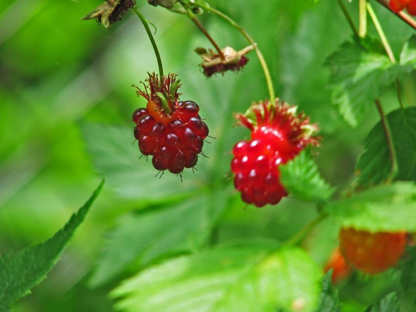 Pas des framboises du tout