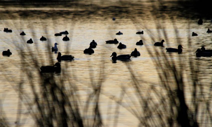 Faune  contrejour