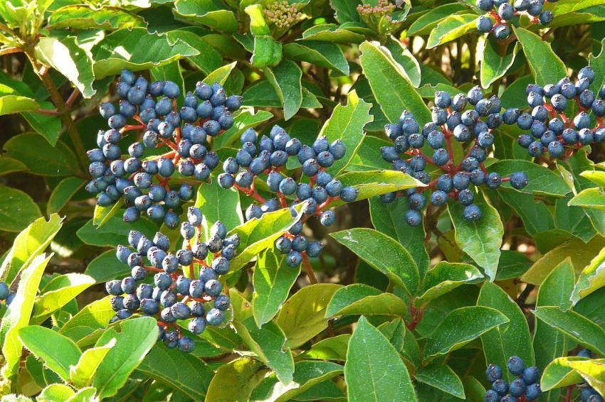 Petits fruits de laurier-tin