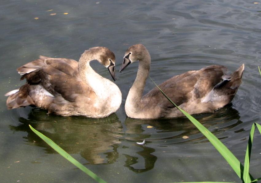 Jeunes cygnes