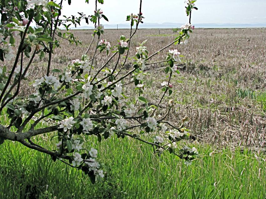 Cerisier en fleurs