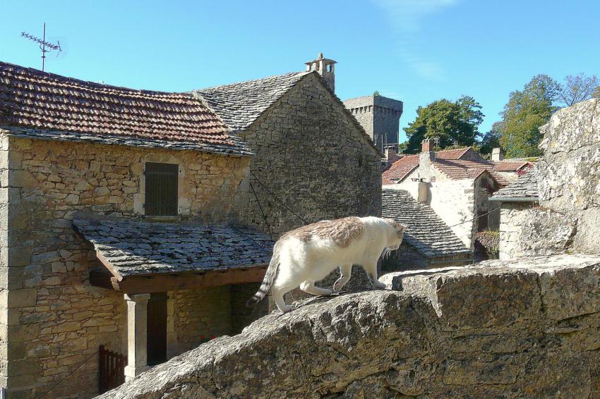 Au royaume des chats libres