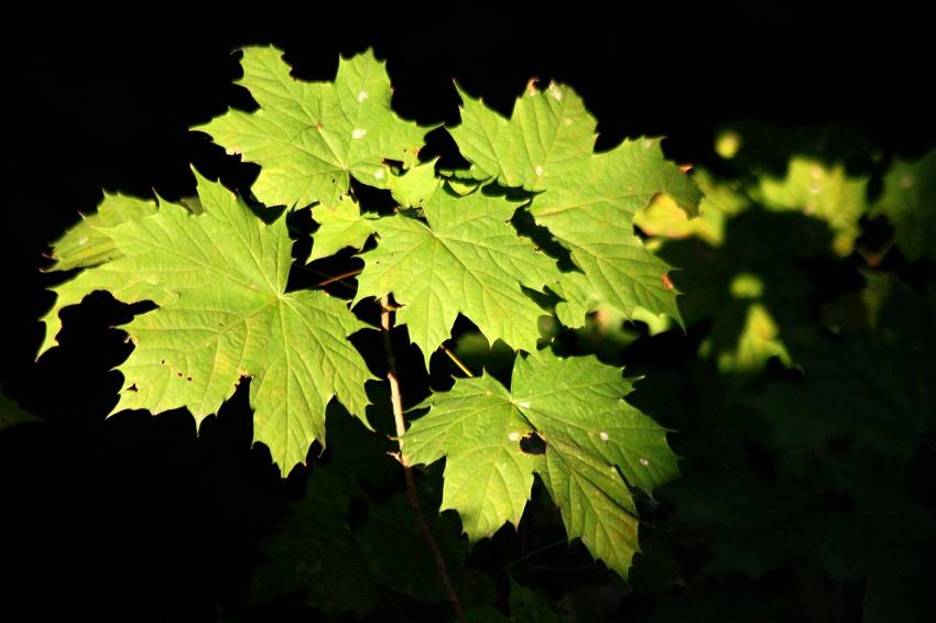 Encore bien vert pour cette saison.