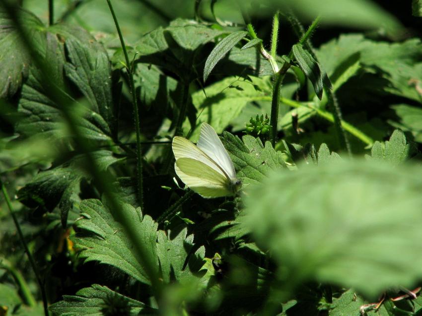 Papillon dans la verdure