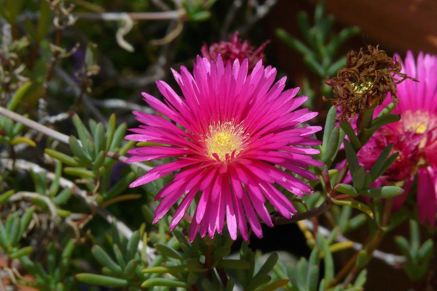 une petite fleur de ficode