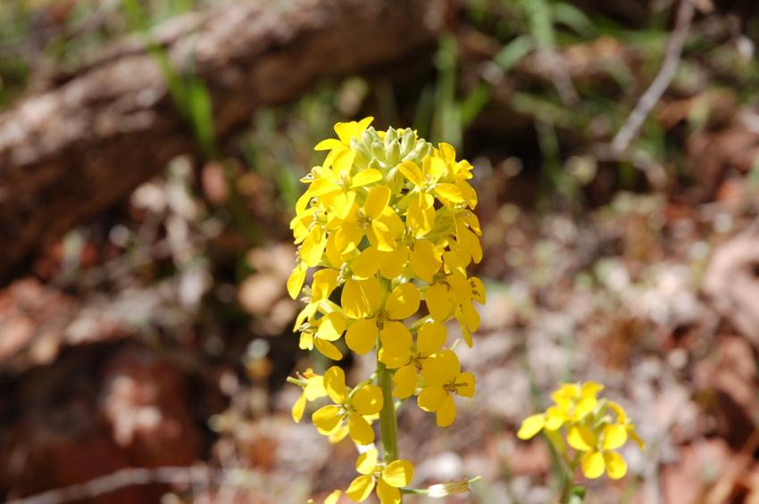 petite fleur sauvage