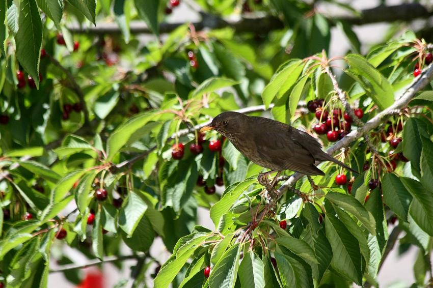 Des oiseaux pour mon cerisier (15)